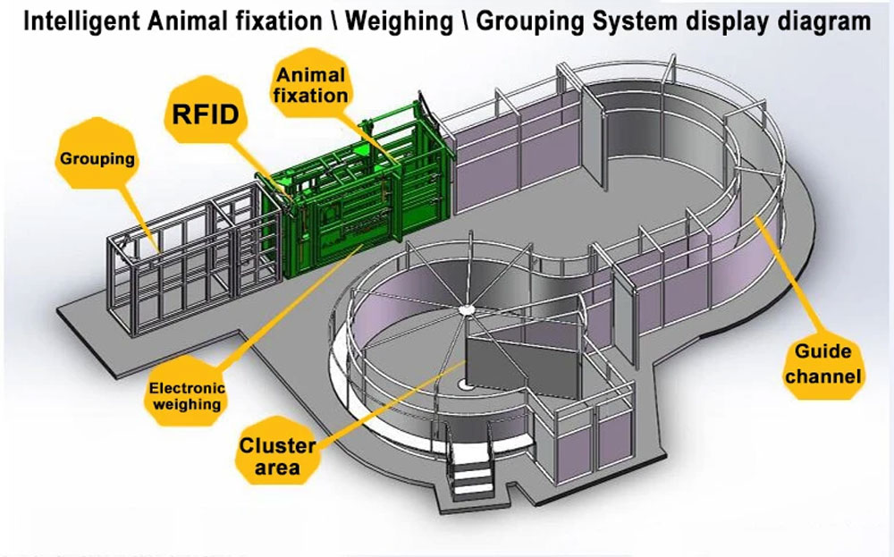 Analysis of the advantages of weighing systems in the livestock industry