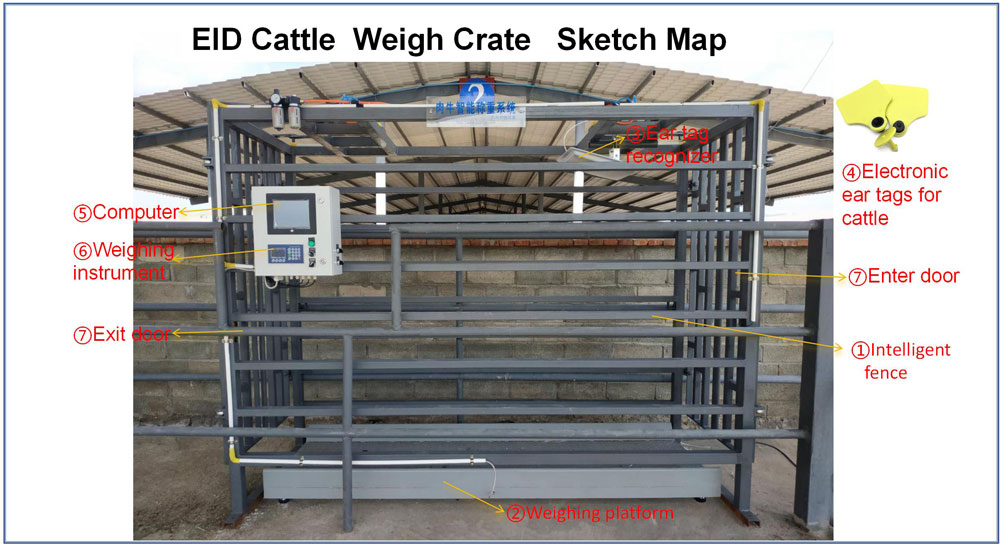 EID Cattle Weigh Crate