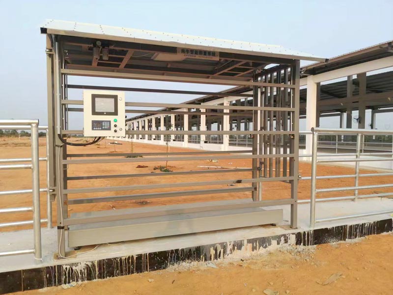 EID Cattle Weigh Crate