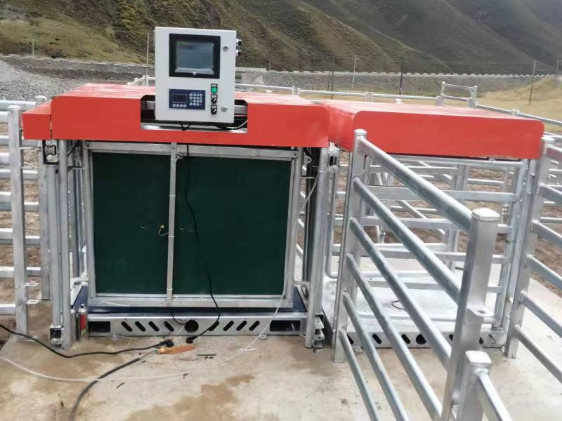 The sheep intelligent weighing system was sold to Kazakhstan and put into use